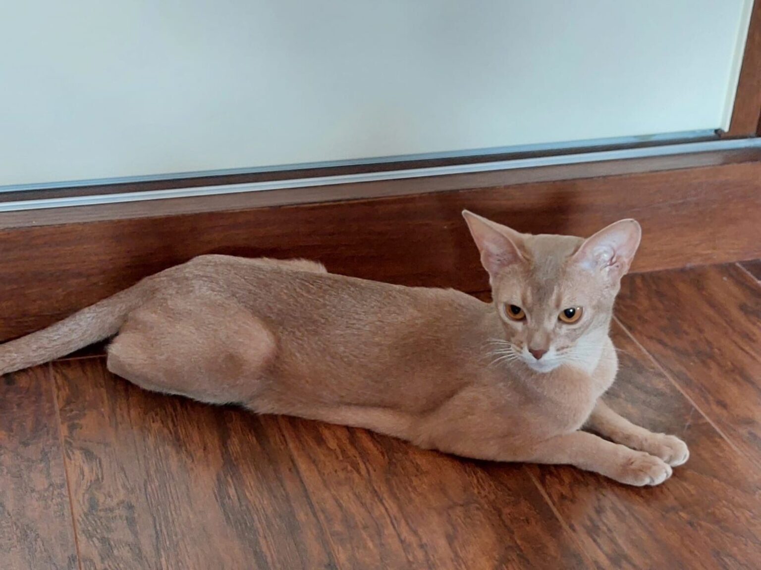 ae53065b-d065-4f66-9536-d3b2fd6c81ed